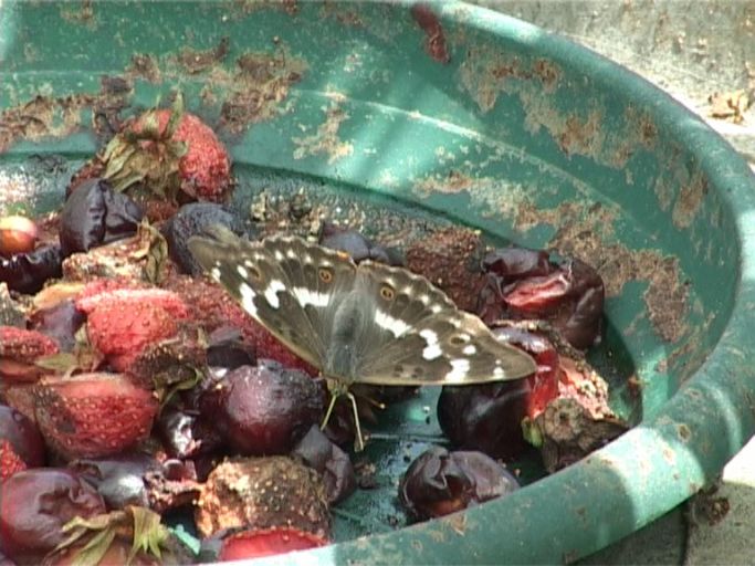 Kleiner Schillerfalter ( Apatura ilia ) bei der Nahrungsaufnahme ( Faulendes Obst ) : Schmetterlingsparadies Langschlägerwald im Waldviertel, Niederösterreich, 08.07.2007